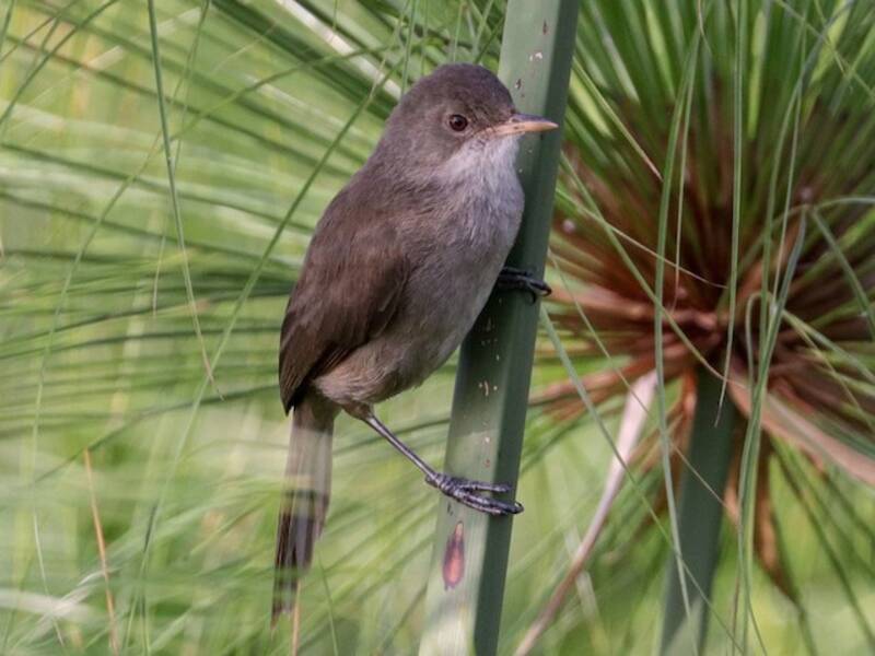 Greater Swamp Warbler