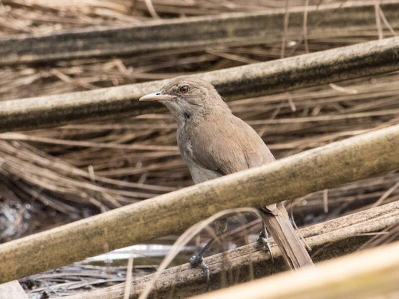 Greater Swamp Warbler, Photos 3