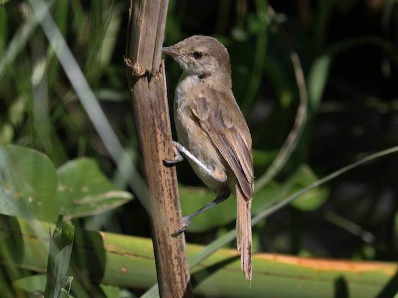 Greater Swamp Warbler, Photos 2