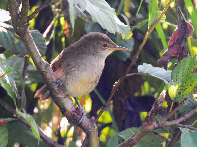 Greater Swamp Warbler, Photos 4