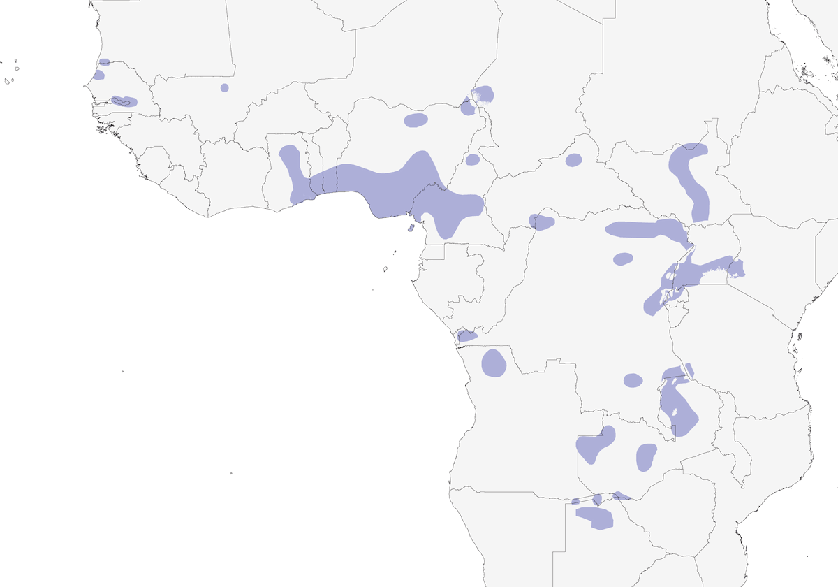 Greater Swamp Warbler, Distribution 1