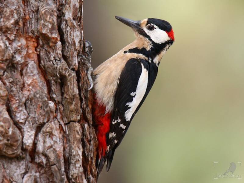 Great Spotted Woodpecker (Dendrocopos major)
