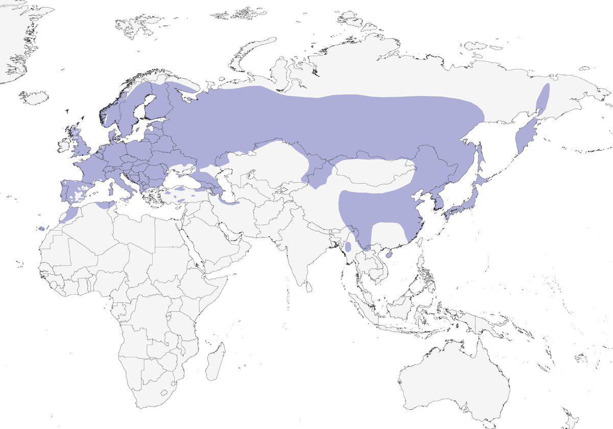 Pico picapinos, Distribución 1