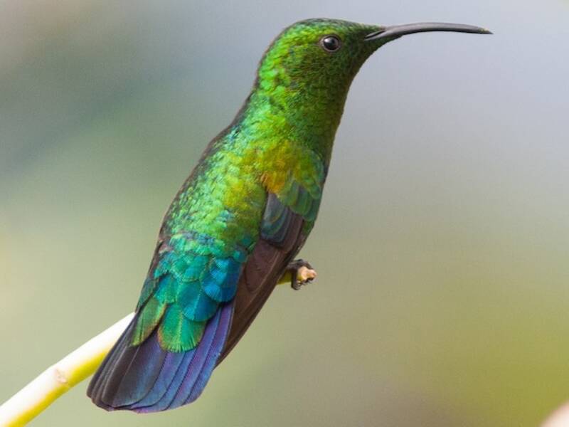 Green-throated Carib