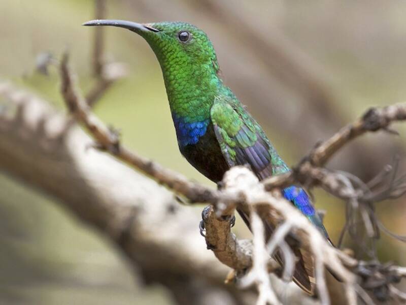 Colibri madère, Photos 2