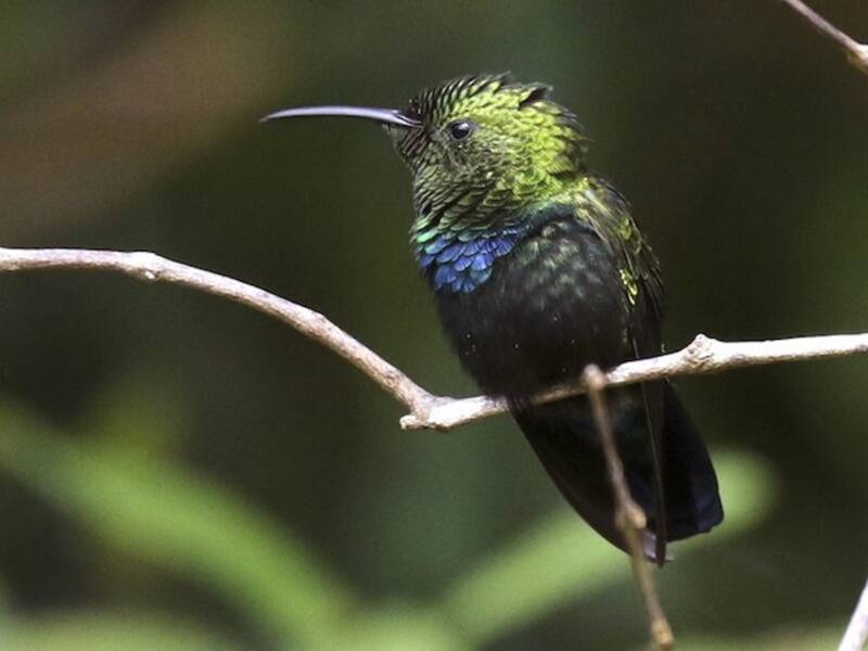 Colibri madère, Photos 3