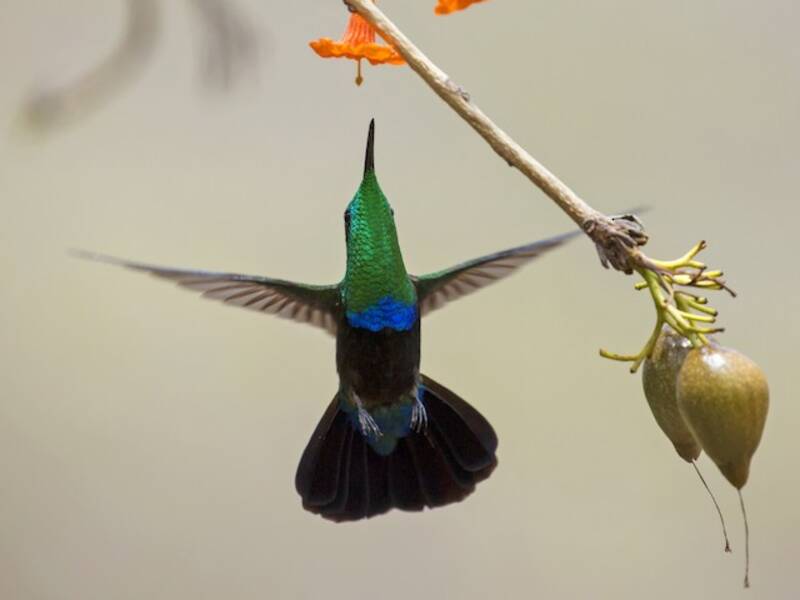 Colibri madère, Photos 4