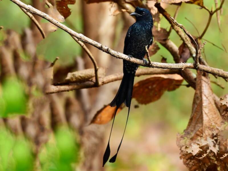 Greater Racket-tailed Drongo, 照片 3
