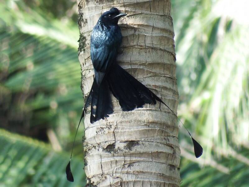 Greater Racket-tailed Drongo, 照片 4