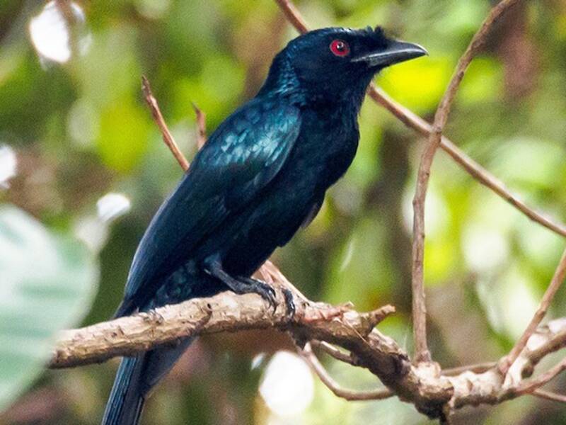 Greater Racket-tailed Drongo