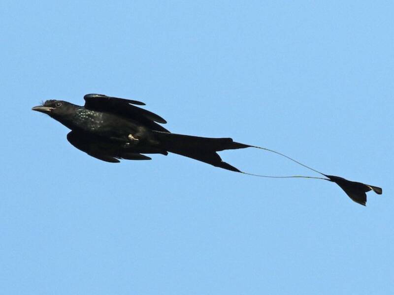 Greater Racket-tailed Drongo, 照片 2