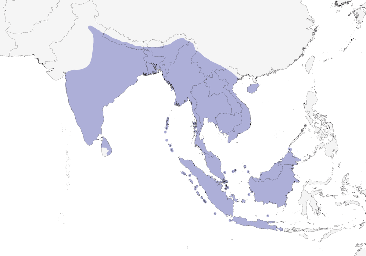 Greater Racket-tailed Drongo, 分布 1