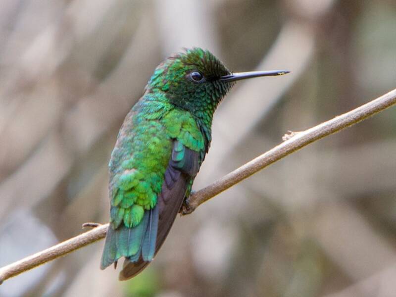 Green-tailed Emerald, Photos 2