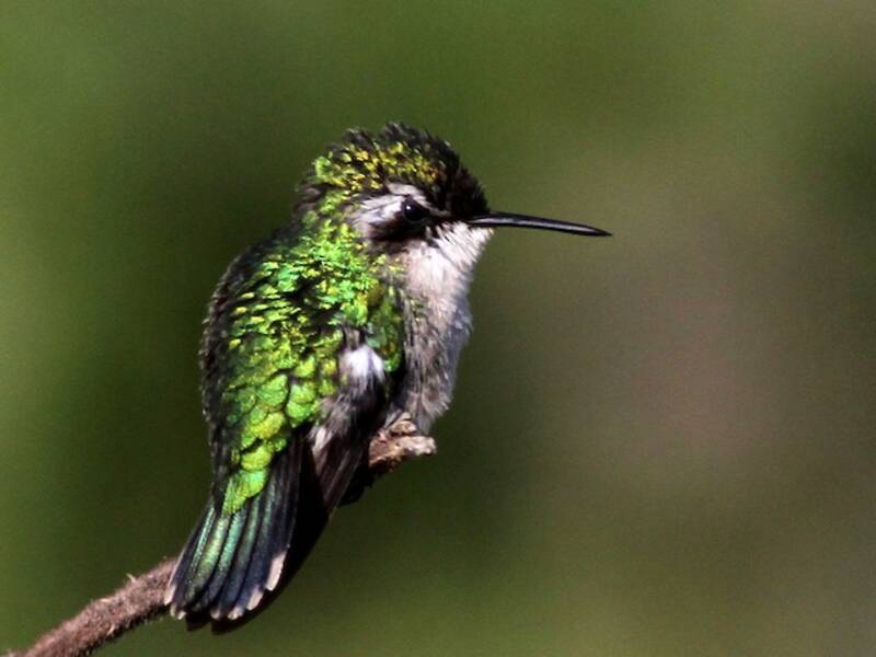 Green-tailed Emerald, Photos 3