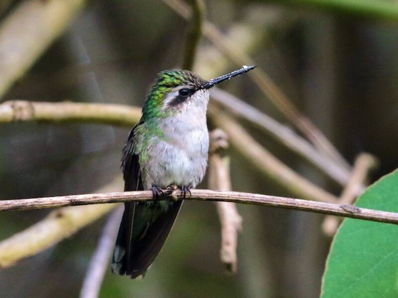Green-tailed Emerald, Photos 4