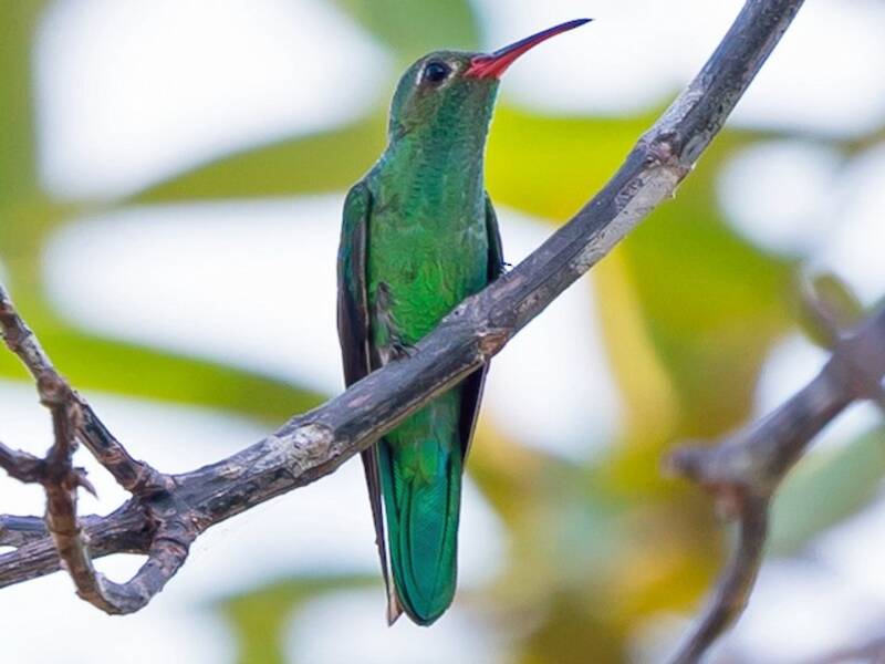 Colibri de Thérèse, Photos 2