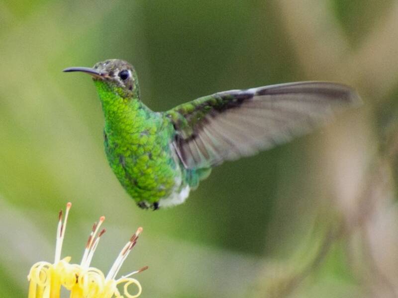 Colibrí Gorgidorado Coliverde
