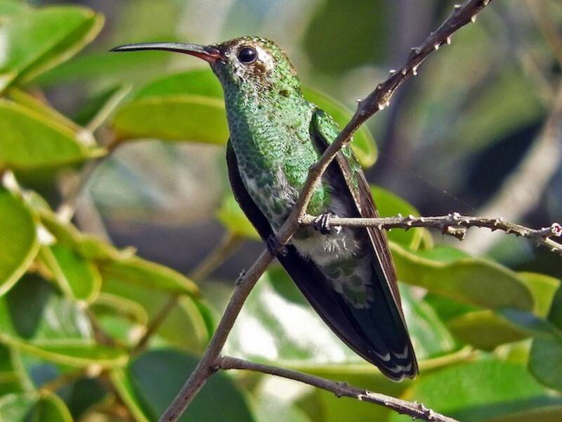Colibri de Thérèse, Photos 3