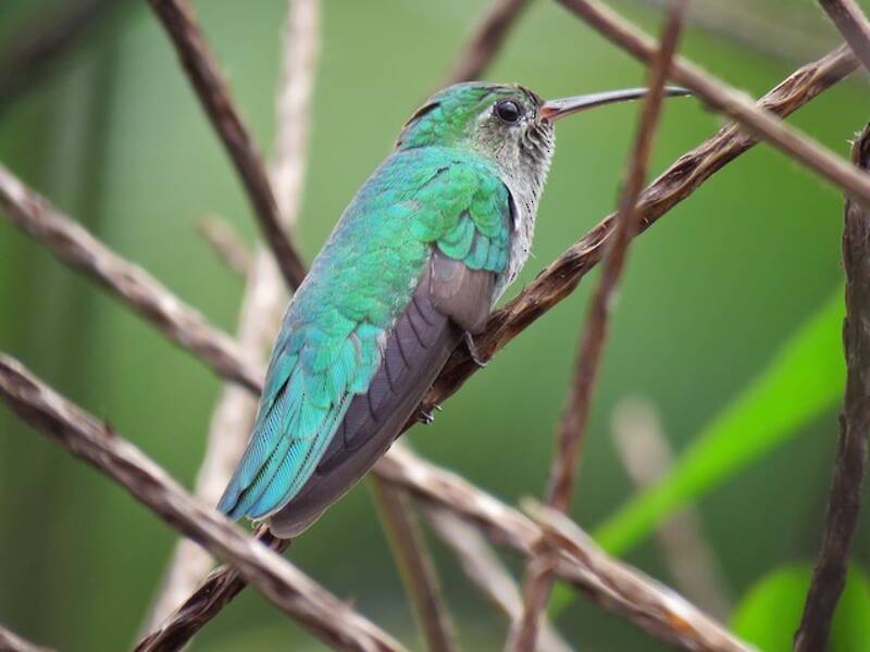 Colibri de Thérèse, Photos 4