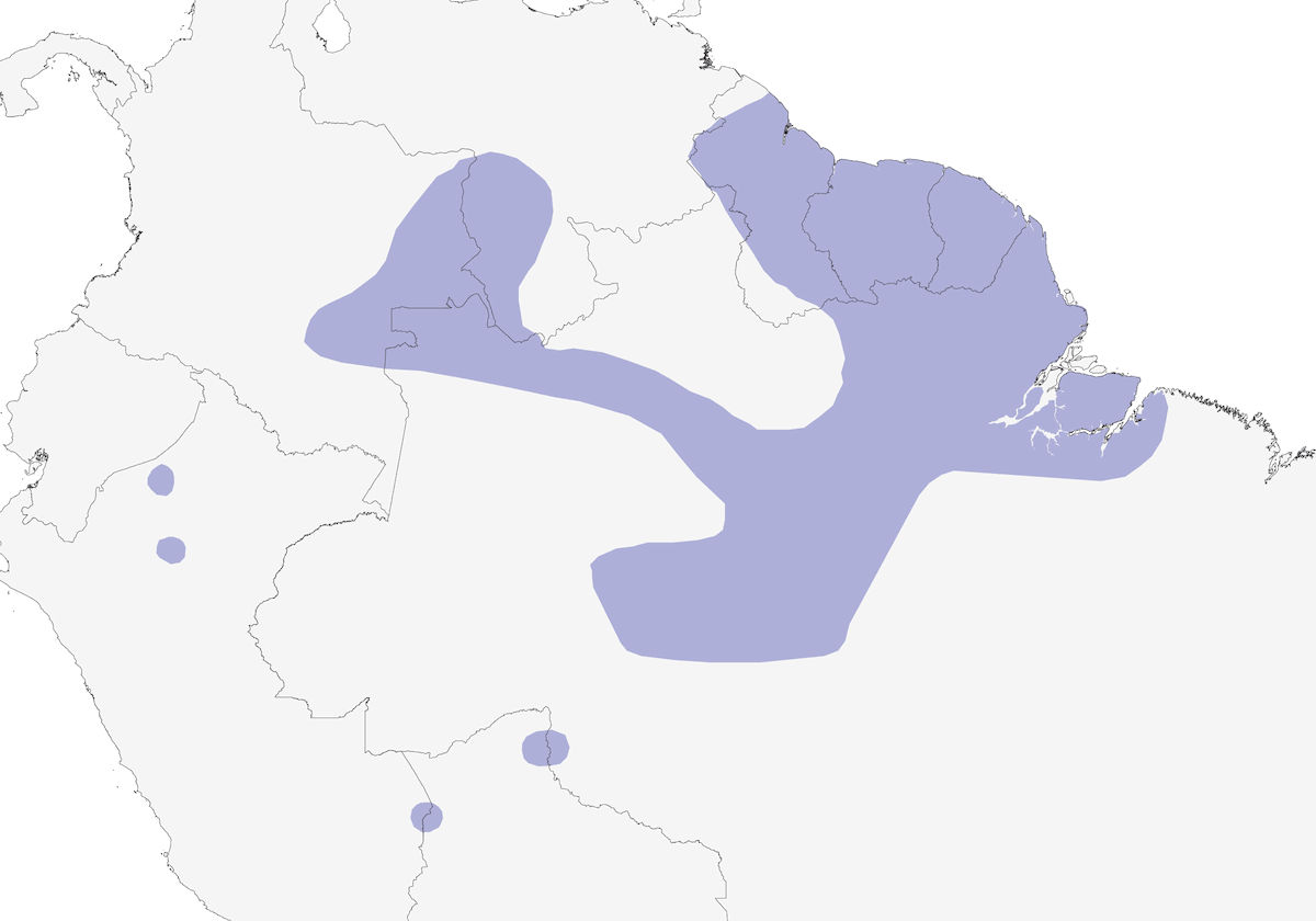 Colibri de Thérèse, Distribution 1