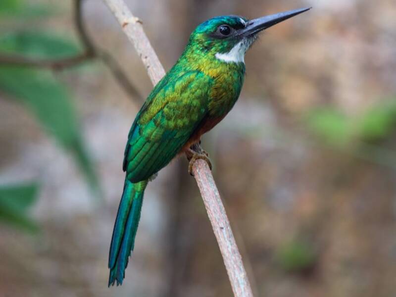 Green-tailed Jacamar