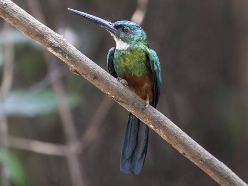 Jacamar à queue verte, Photos 3
