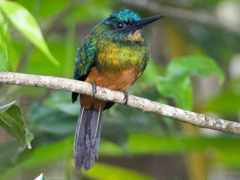 Jacamar à queue verte, Photos 4