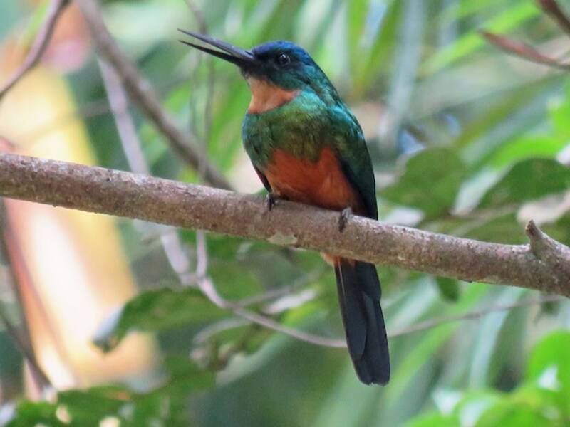 Jacamar à queue verte, Photos 2