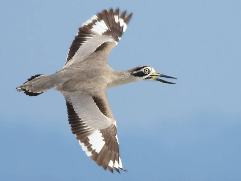 Great Thick-knee, 照片 4