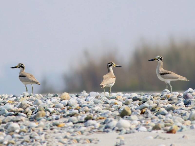 Great Thick-knee, 照片 2