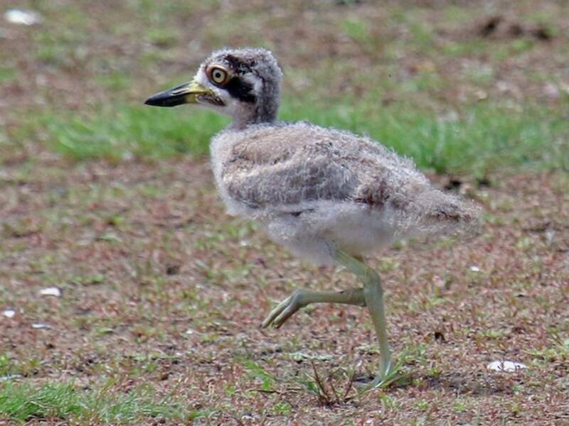 Great Thick-knee, 照片 3