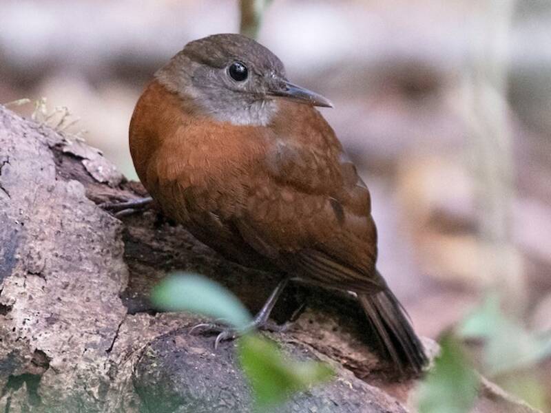 Scleruro golagrigia