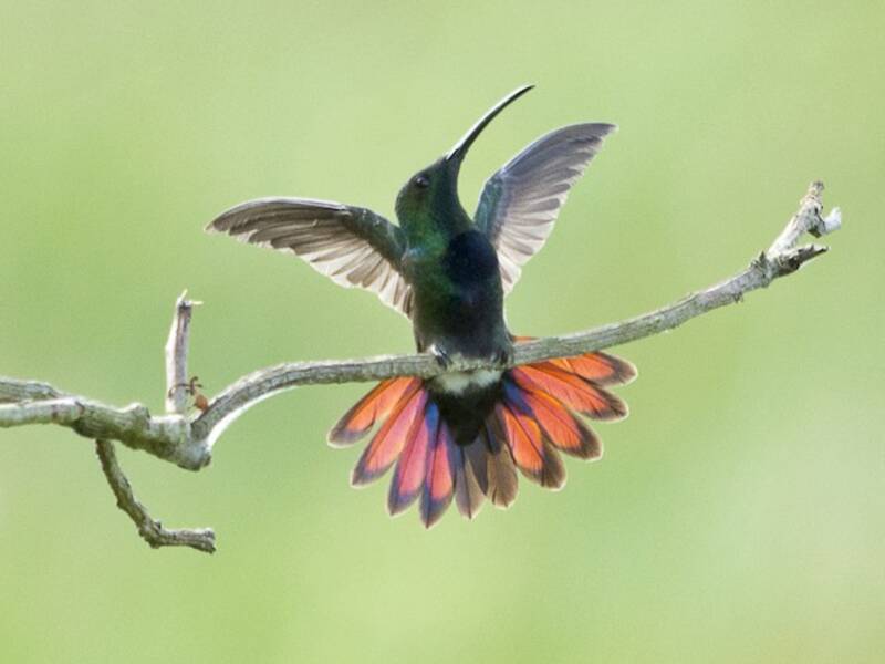 Green-throated Mango (Anthracothorax viridigula)