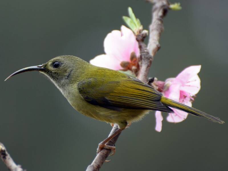 Nettarinia dalla coda verde