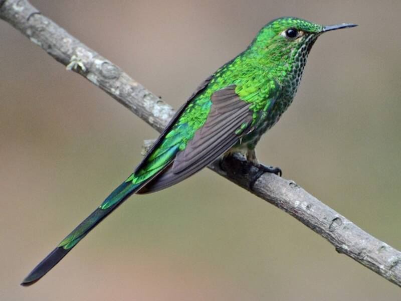 Colibrí Coliverde Colilargo, Fotos 4