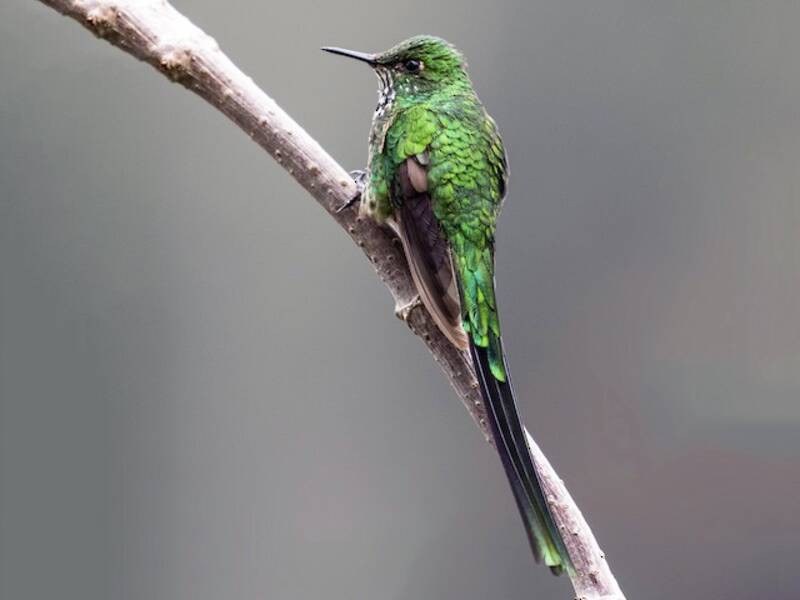 Colibrí Coliverde Colilargo, Lesbia nuna