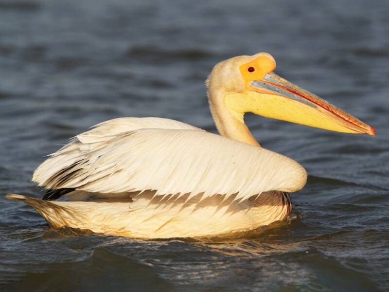 Great White Pelican, Photos 4