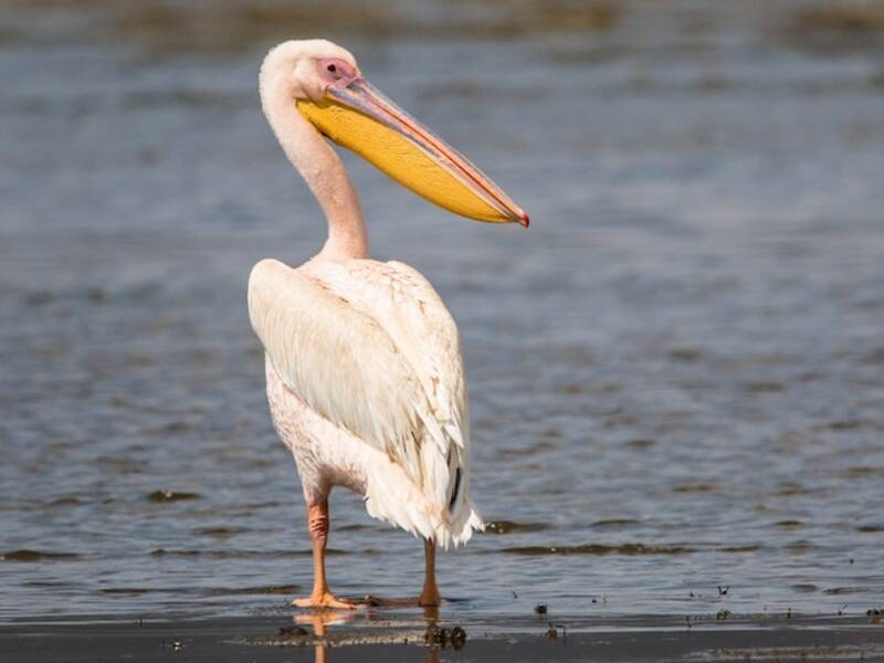 Great White Pelican, Photos 2