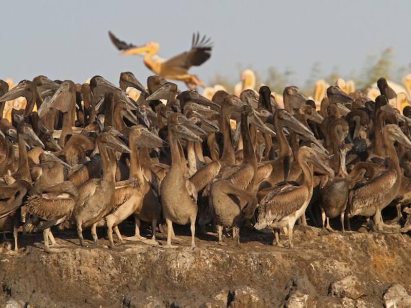 Great White Pelican, Photos 3