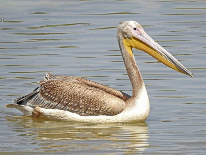Great White Pelican (Pelecanus onocrotalus)