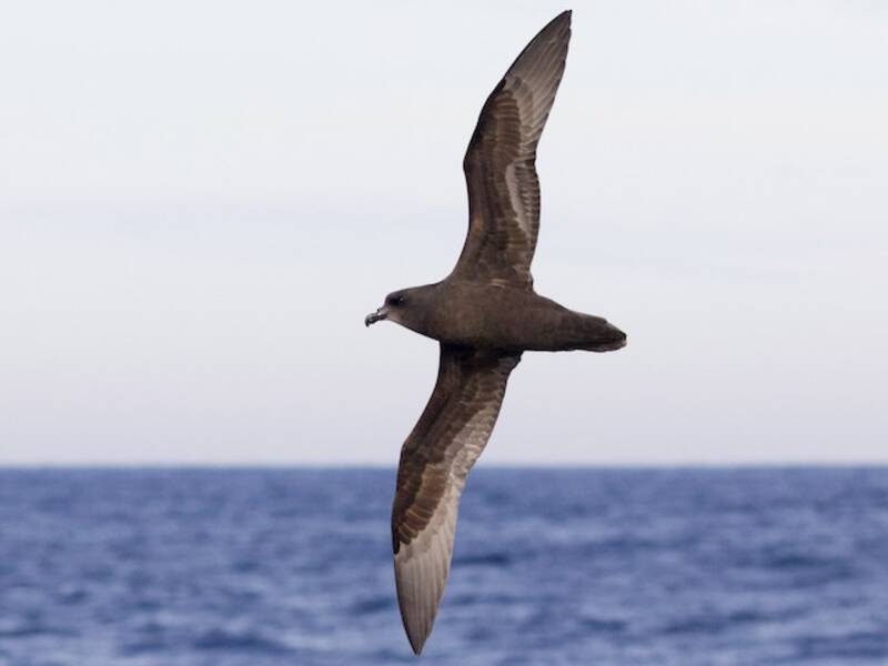 Great-winged Petrel, 照片 3