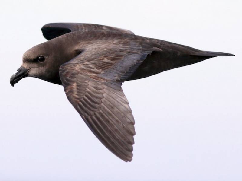 Great-winged Petrel, 照片 2