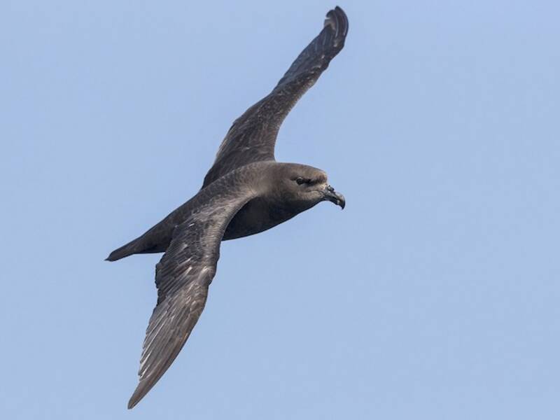 Great-winged Petrel, 照片 4