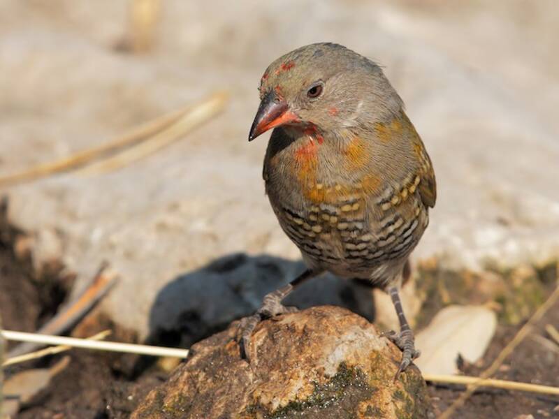 Pytilie à ailes vertes
