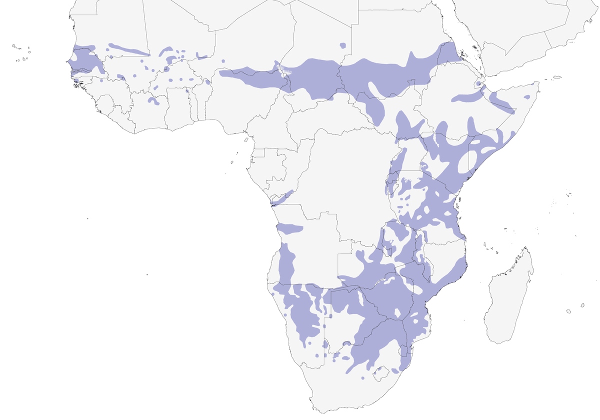 Pytilie à ailes vertes, Distribution 1