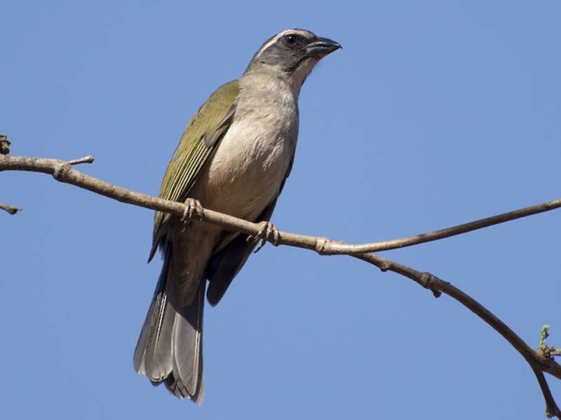 Grünflügel-Saltator, Fotos 4