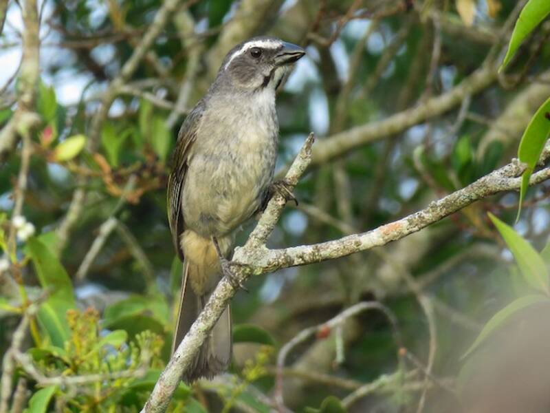 Grünflügel-Saltator, Fotos 2