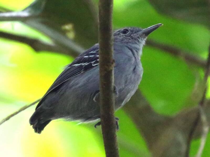 Myrmidon gris, Photos 3
