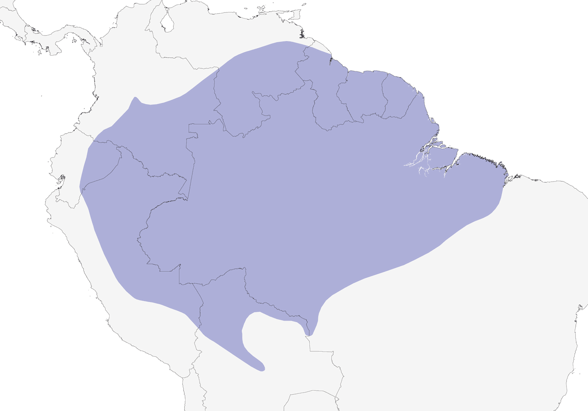 Myrmidon gris, Distribution 1