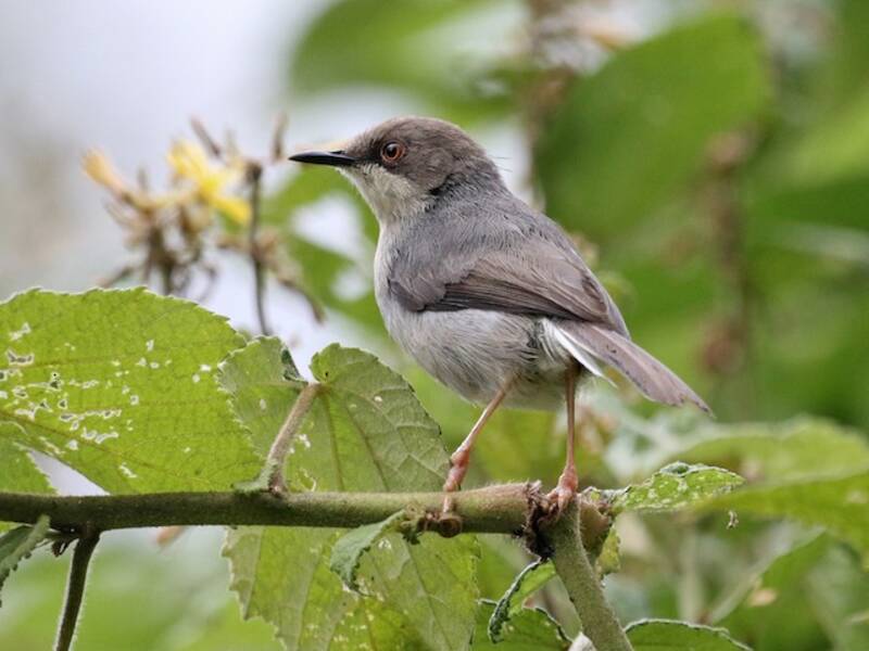 Apalis Gris, Fotos 2